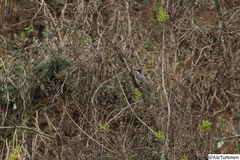 Dryobates scalaris