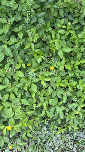 mock strawberry