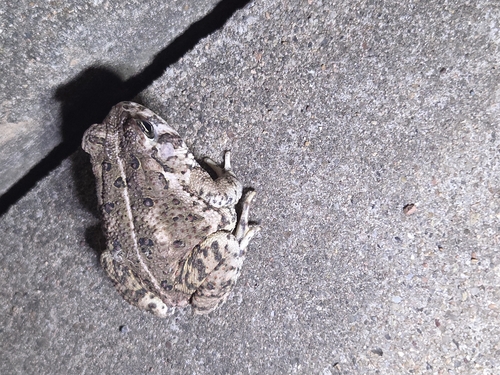 Woodhouse's Toad observed by dhalter