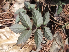 Cardamine leucantha
