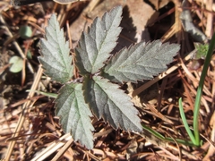 Cardamine leucantha
