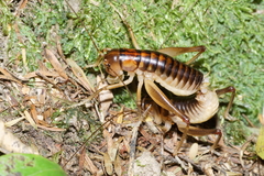 Hemiandrus pallitarsis