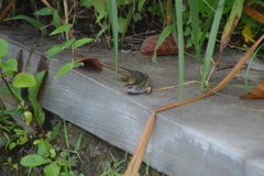 Eutropis multifasciata