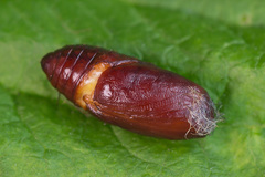 Eilema depressa