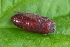 Eilema depressa