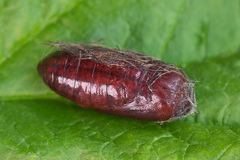 Eilema depressa