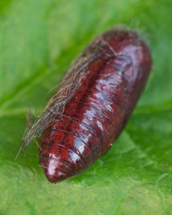Eilema depressa