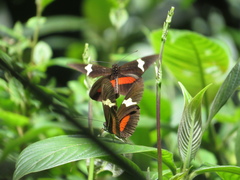 Heliconius clysonymus