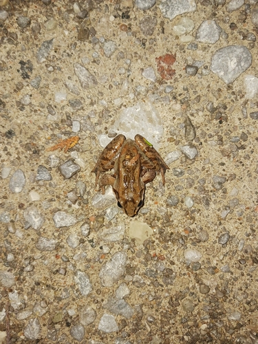 Wood Frog observed by charlesp06