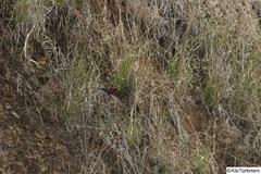 Passerina versicolor
