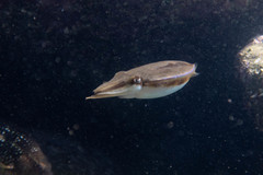 Sepia plangon