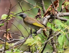 Conopophila albogularis