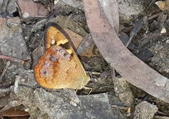 Heteronympha banksii