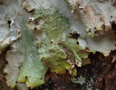 Pseudocyphellaria montagnei
