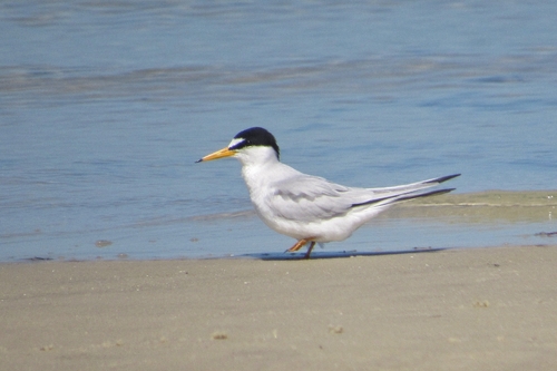 Least Tern (Sternula antillarum), photo 5