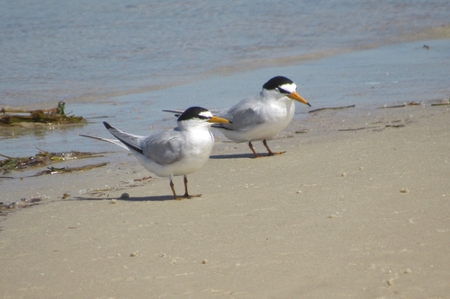 Least Tern (Sternula antillarum), photo 6