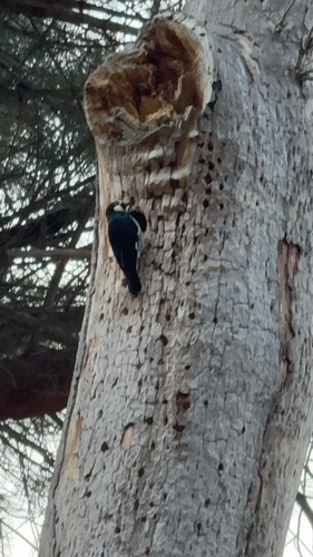 Acorn Woodpecker observed by mushroomketchup