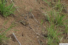 Passerina versicolor
