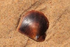 Pteriidae