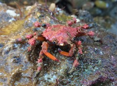 Schizophrys rufescens