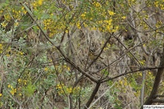 Pheucticus melanocephalus