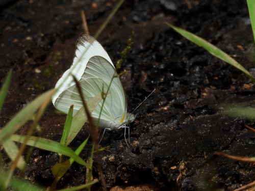 Florida White