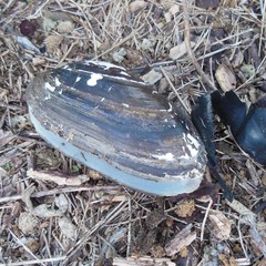 Uniomerus tetralasmus