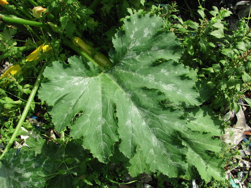 Cucurbita pepo