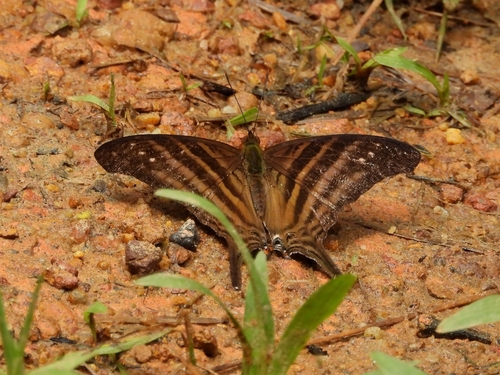 Many-banded Daggerwing