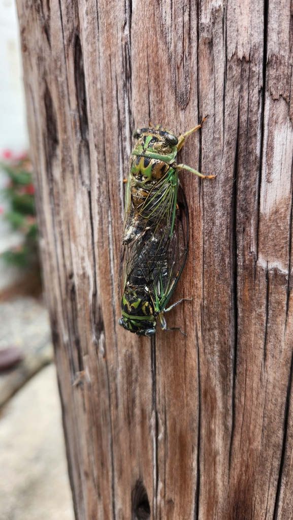 Scissor-grinder cicada (Neotibicen pruinosus)