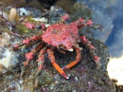 Schizophrys rufescens