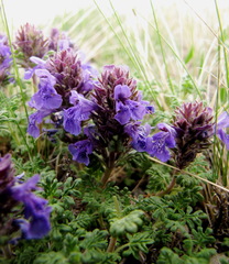 Dracocephalum discolor