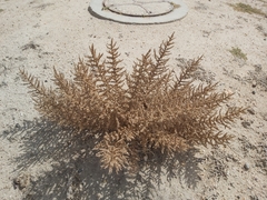 Cornulaca aucheri