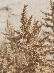 Cornulaca aucheri