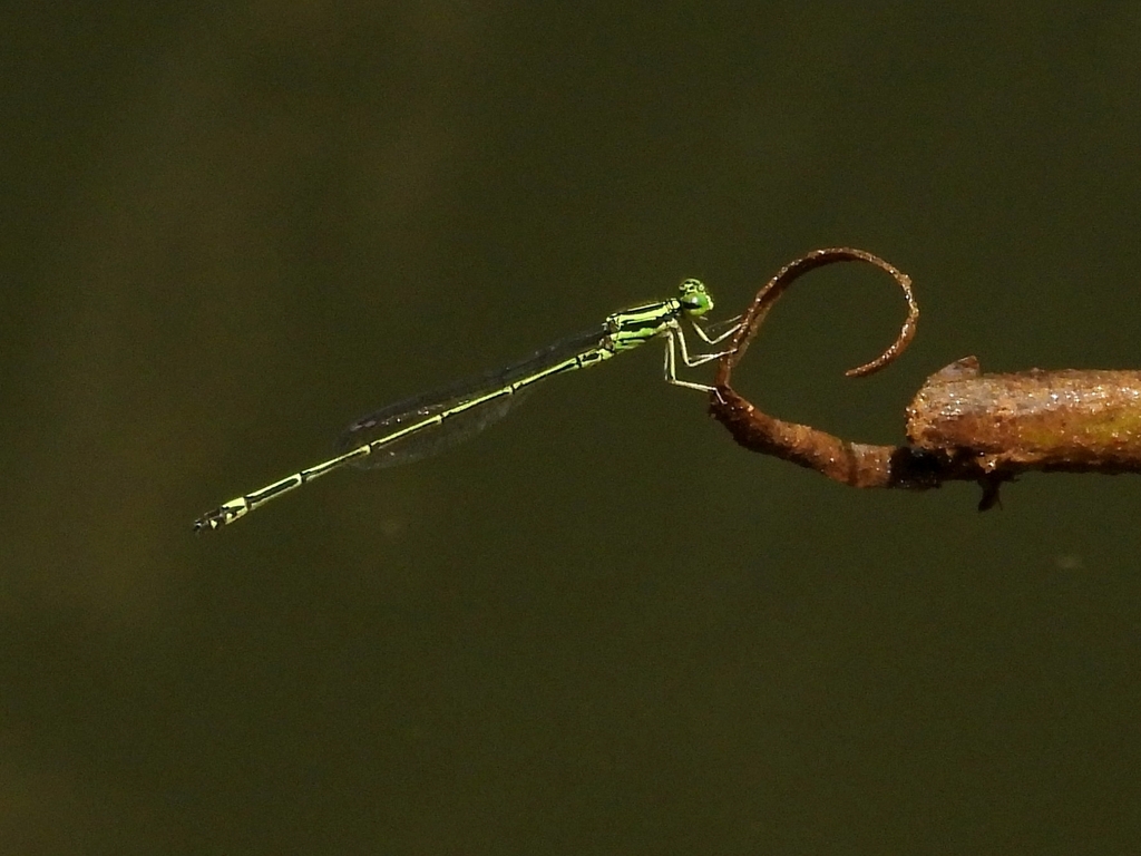 Neoneura bilinearis