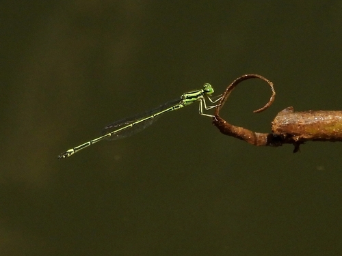 Neoneura bilinearis