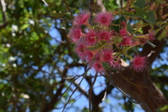 Corymbia ptychocarpa ptychocarpa