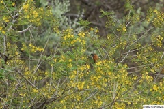 Pheucticus melanocephalus