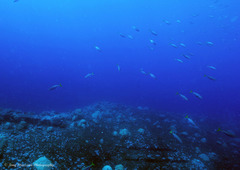 Decapterus macarellus