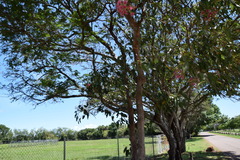 Corymbia ptychocarpa ptychocarpa