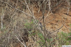Dryobates scalaris