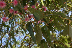 Corymbia ptychocarpa ptychocarpa