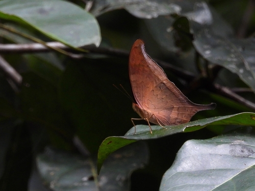 Norica Daggerwing