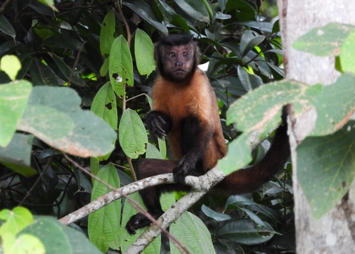 Brown Capuchin