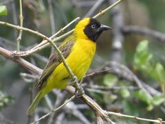 Lesser Masked Weaver photo 2