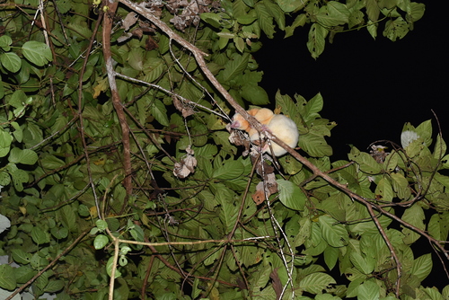 Spilocuscus maculatus