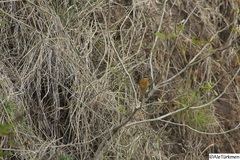 Pheucticus melanocephalus