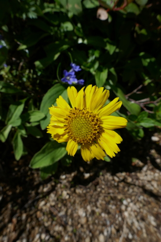 Image of Arnica unalaschcensis by (c) Matt Scott, some rights reserved (CC BY)
