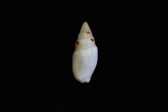 Graphicomassa ligula