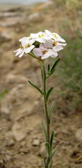 Stevenia incarnata
